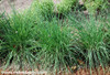 Allium schoenoprasum - Chives Seeds