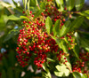 Zanthoxylum piperitum - Japanese Pepper Seeds