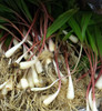 Allium tricoccum - Wild Leek Seeds