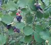 Amelanchier alnifolia - Saskatoon Serviceberry Seeds