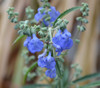 Salvia azurea - Blue Sage Seeds