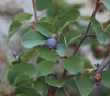 Amelanchier utahensis - Utah Serviceberry Seeds
