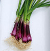 Crimson Forest Bunching Onion Seeds