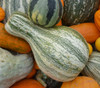 Green Striped Cushaw Squash Seeds