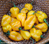 Grenada Seasoning Pepper