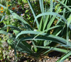 Blue Solaise Leek