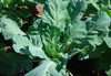 Vates Collard Greens Seeds