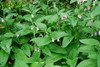 Symphytum officinale - Comfrey Seeds