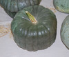 Queensland Blue Squash Seeds