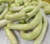 Cucuzzi Italian Edible Gourd