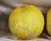 Golden Beauty Casaba Melon Seeds