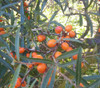 Hippophae rhamnoides - Sea Buckthorn Seeds