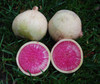 Watermelon Radish Seeds