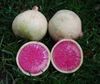 Watermelon Radish Seeds