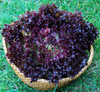 Lollo Rossa Lettuce Seeds