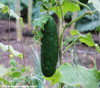 Straight Eight Cucumber Seeds