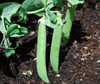 Mr. Big Pea Seeds