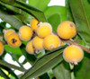 Myrciaria glazioviana - Yellow Jaboticaba Seeds