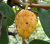 Annona senegalensis - Wild Custard Apple Seeds