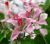 Bauhinia monandra - Pink Orchid Tree