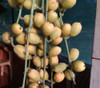 Baccaurea ramilflora - Burmese Grape Seeds