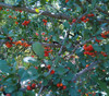 Ehretia rigida - Puzzle Bush Seeds