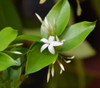 Carissa bispinosa - Num Num Seeds