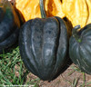 Ebony Acorn Squash Seeds