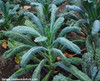 Dinosaur Kale Seeds