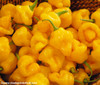 Trinidad Perfume Pepper Seeds