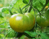 Emerald Evergreen Tomato