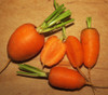 Red Core Chantenay Carrot Seeds