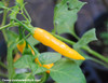 Aji Chinchi Amarillo Pepper Seeds