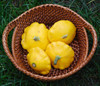 Yellow Scallop Squash Seeds