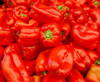 King of the North Pepper Seeds