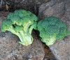 de Ciccio Broccoli Seeds