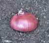 Awahia Onion Seeds