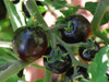 Indigo Rose Tomato Seeds