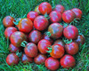 Violet Jasper Tomato Seeds
