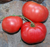 Pink Elephant Tomato