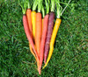 Rainbow Carrot Mix Seeds