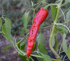 Chimayo Pepper