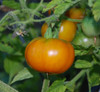 Dark Orange Muscat Tomato