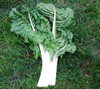 Fordhook Giant Swiss Chard Seeds