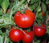 Big Beef Tomato Seeds