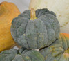 Black Futsu Pumpkin Seeds