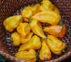 Devil's Tongue Pepper Seeds