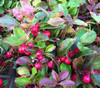 Gaultheria procumbens - Wintergreen Seeds