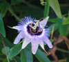 Passiflora caerulea - Blue Passion Flower Seeds