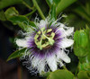 Passiflora edulis - Purple Passion Fruit Seeds